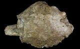 Xiphactinus Pre-Maxillary with Tooth - Smoky Hill Chalk, Kansas #66886-1